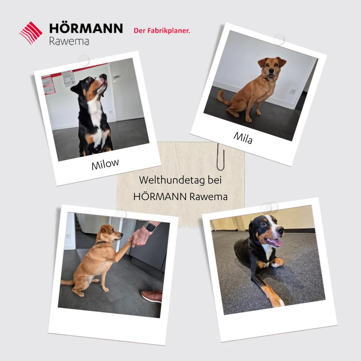 HÖRMANN Rawema: Feel-Good auf vier Pfoten