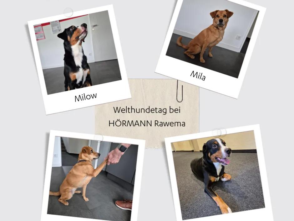 HÖRMANN Rawema: Feel-Good auf vier Pfoten